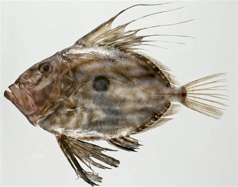 what type of fish is dory|John Dory is a .